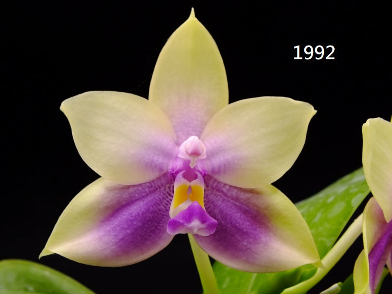 Phalaenopsis Freya's Blue Hawaii – Big Leaf Orchids