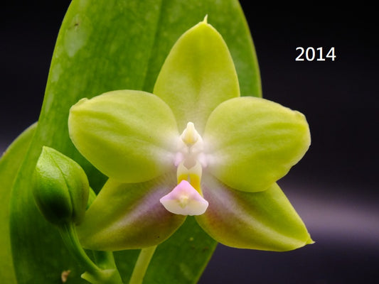 Phalaenopsis Freya's Blue Hawaii 2014 Spiking