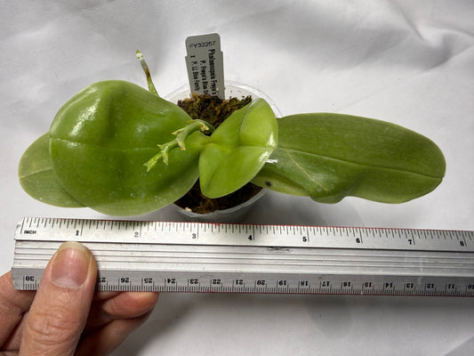 Phalaenopsis Freya's Blue Hawaii 2014 Spiking