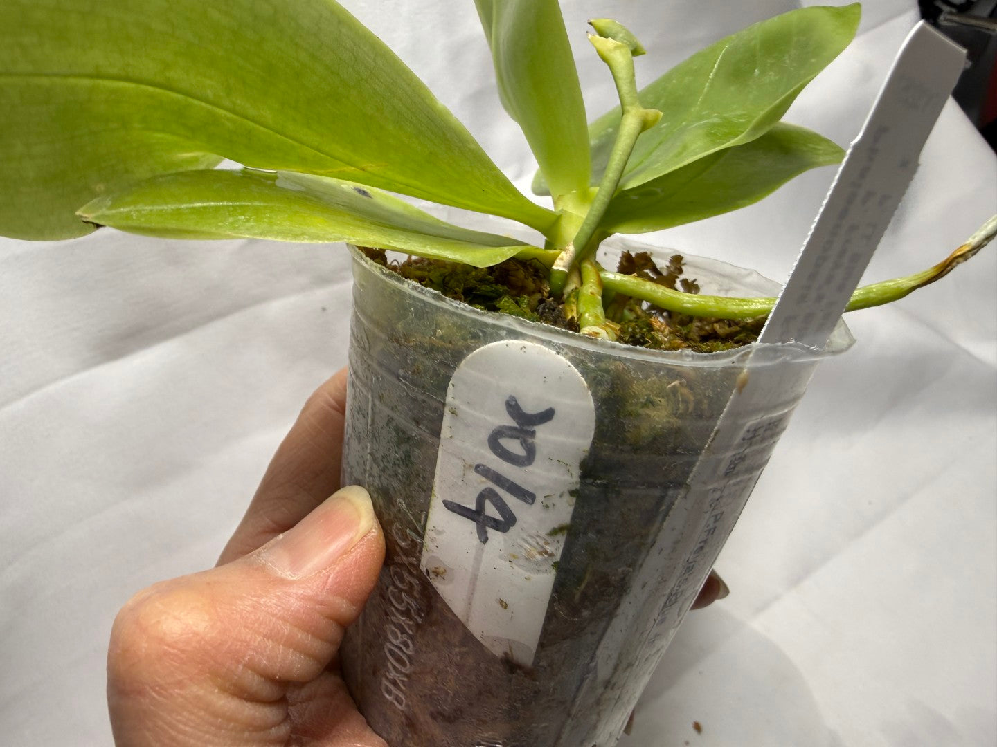 Phalaenopsis Freya's Blue Hawaii 2014 Spiking