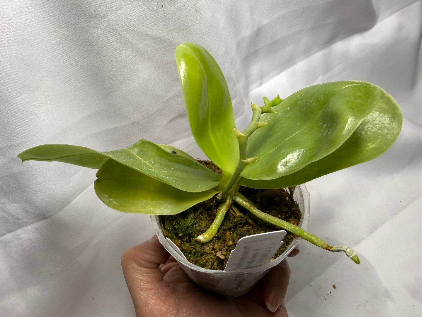 Phalaenopsis Freya's Blue Hawaii 2014 Spiking