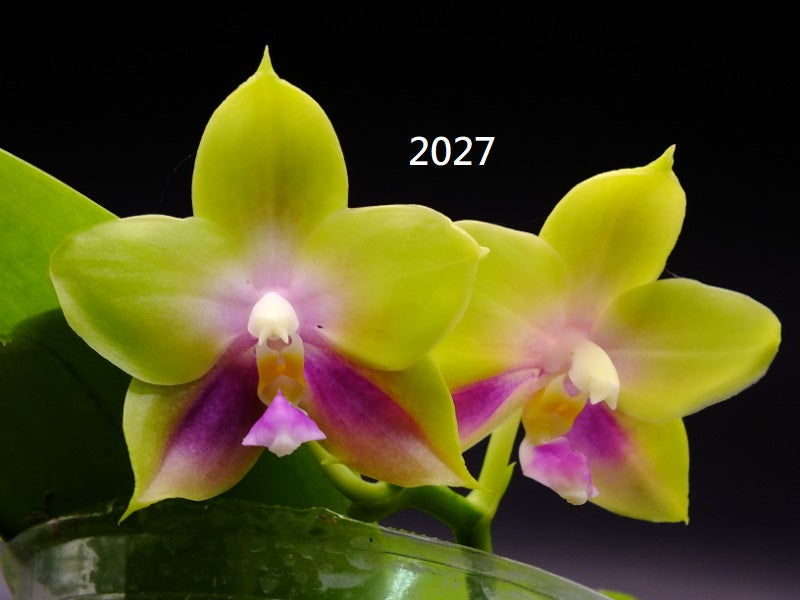 Phalaenopsis Freya's Blue Hawaii 2027 Seed Grown Flowering 260404 2 spikes