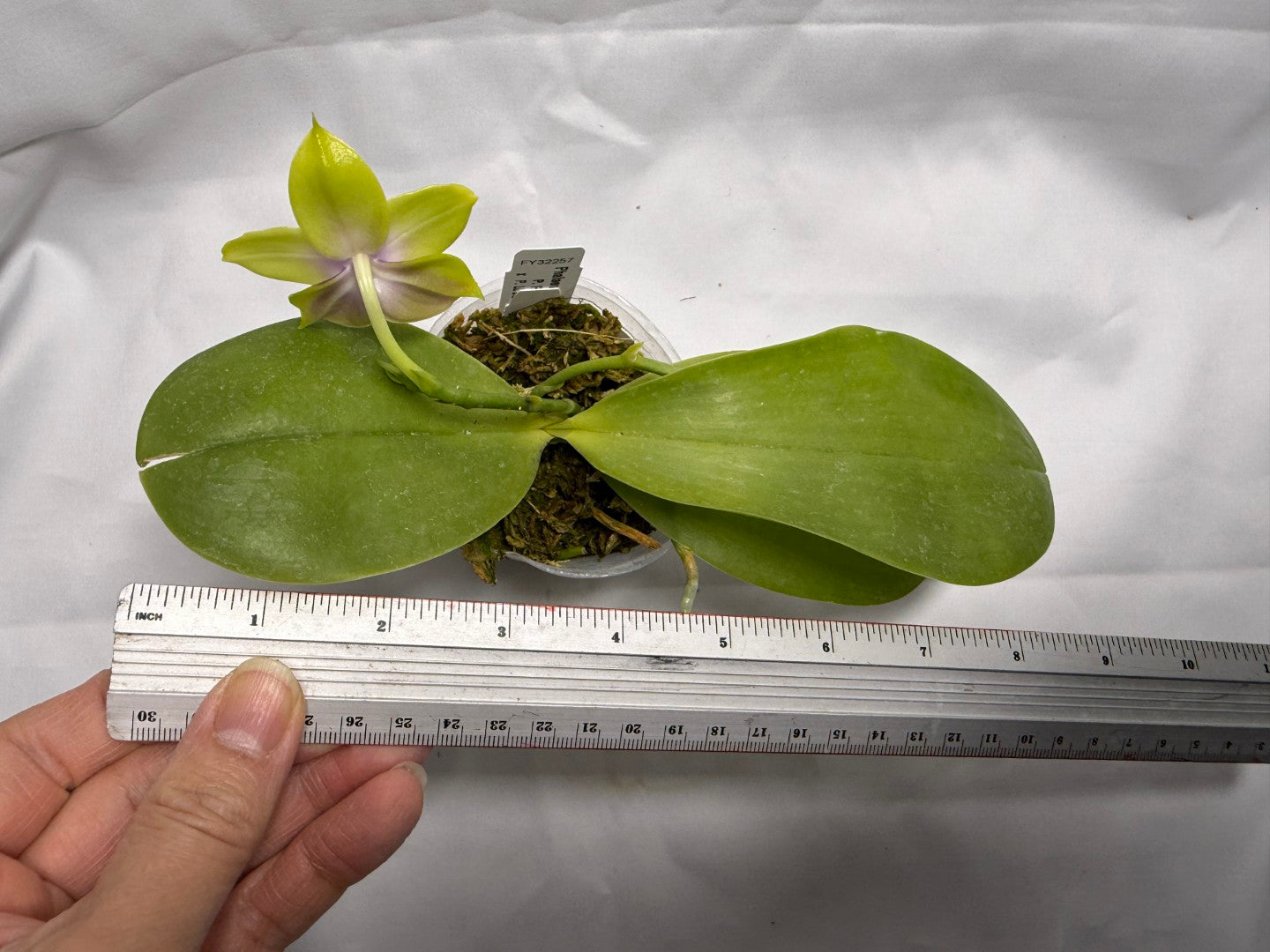 Phalaenopsis Freya's Blue Hawaii 2027 Seed Grown Flowering 260404 2 spikes