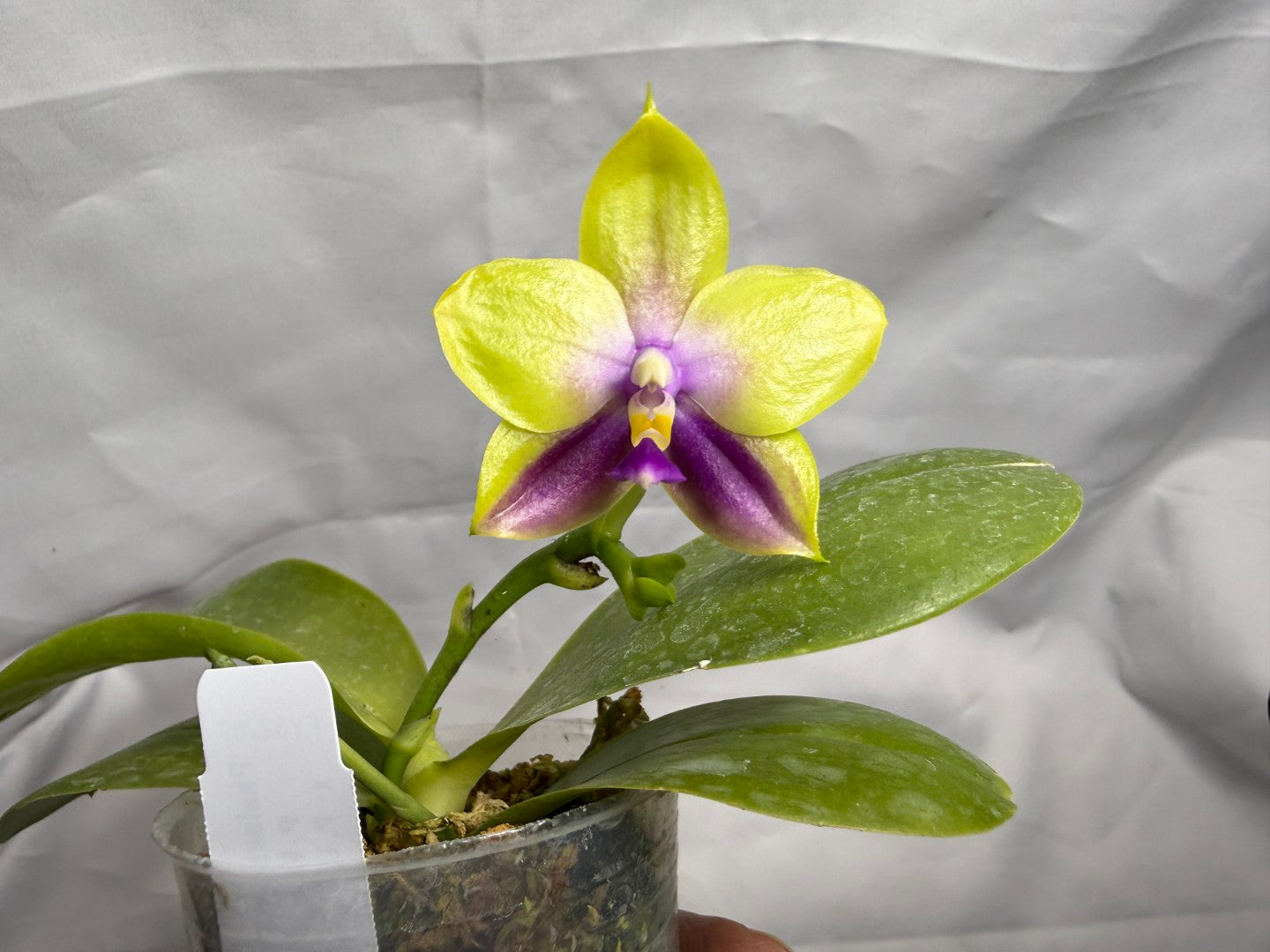 Phalaenopsis Freya's Blue Hawaii 2027 Seed Grown Flowering 260404 2 spikes