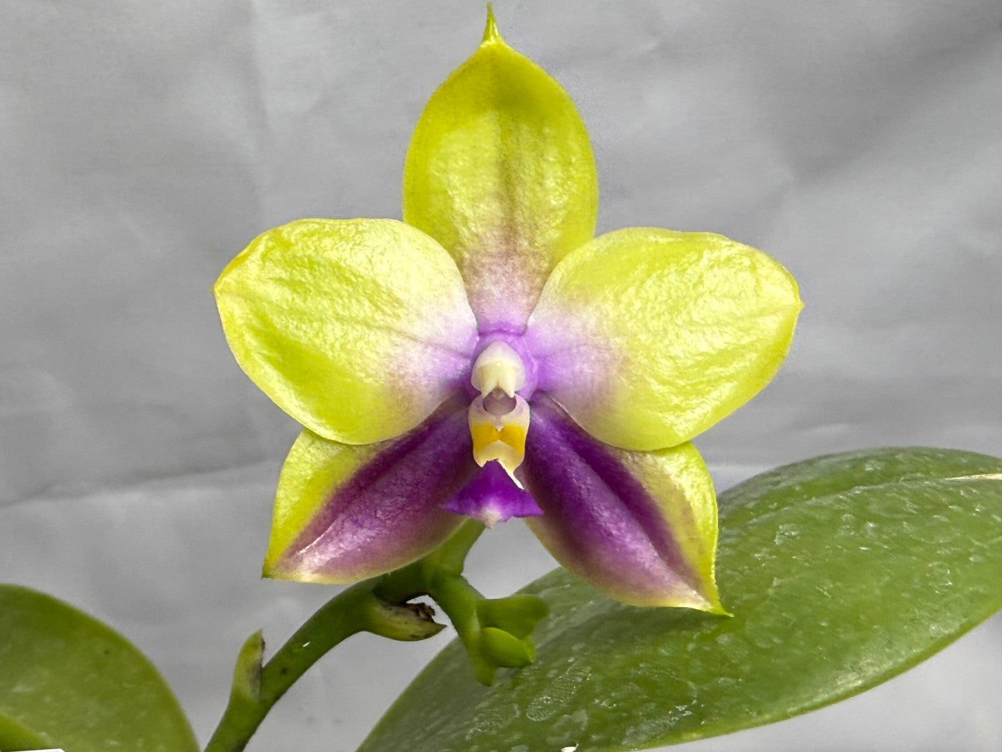 Phalaenopsis Freya's Blue Hawaii 2027 Seed Grown Flowering 260404 2 spikes