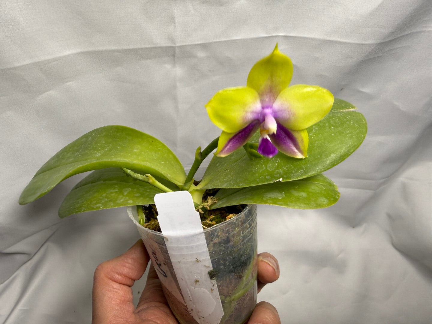 Phalaenopsis Freya's Blue Hawaii 2027 Seed Grown Flowering 260404 2 spikes