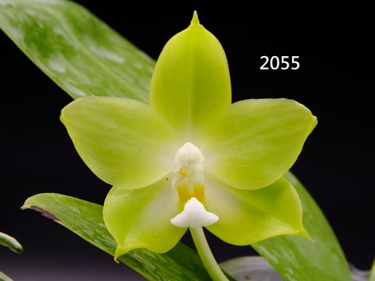 Phalaenopsis Freya's Blue Hawaii 2055 Spiking 3 spikes