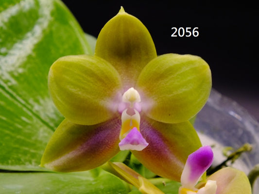 Phalaenopsis Freya's Blue Hawaii 2056 Spiking