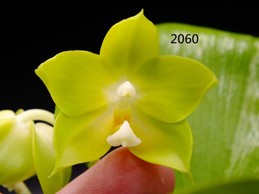 Phalaenopsis Freya's Blue Hawaii 2060 Spiking