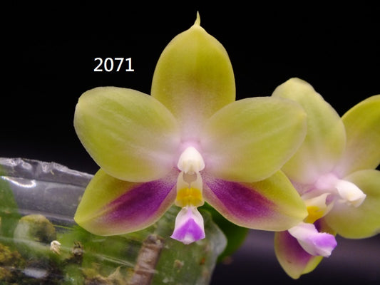 Phalaenopsis Freya's Blue Hawaii 2071 Flowering 2 spikes