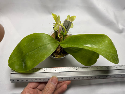 Phalaenopsis Freya's Blue Hawaii 2071 Flowering 2 spikes