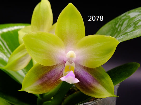 Phalaenopsis Freya's Blue Hawaii 2078 Budding