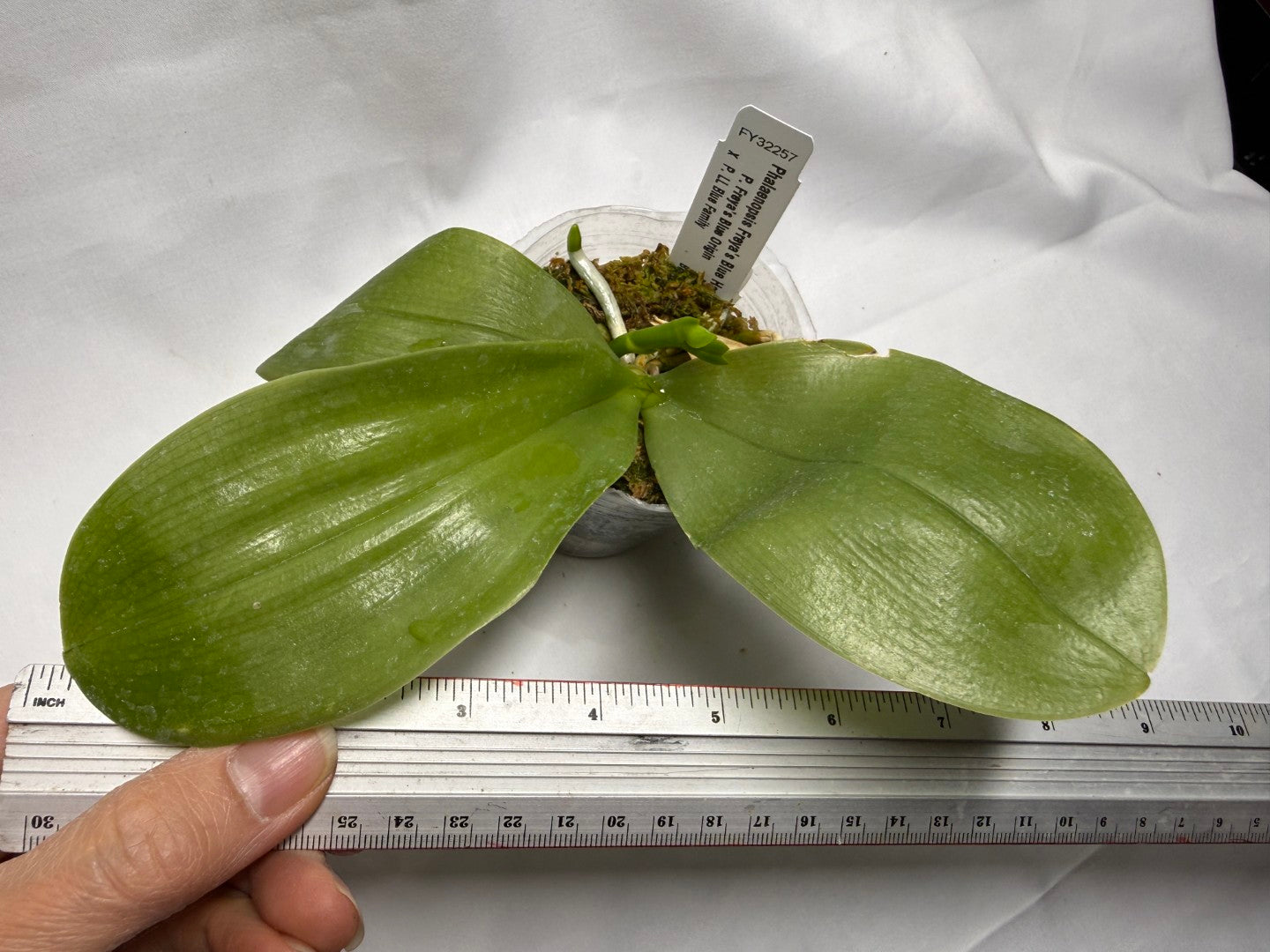 Phalaenopsis Freya's Blue Hawaii 2078 Budding