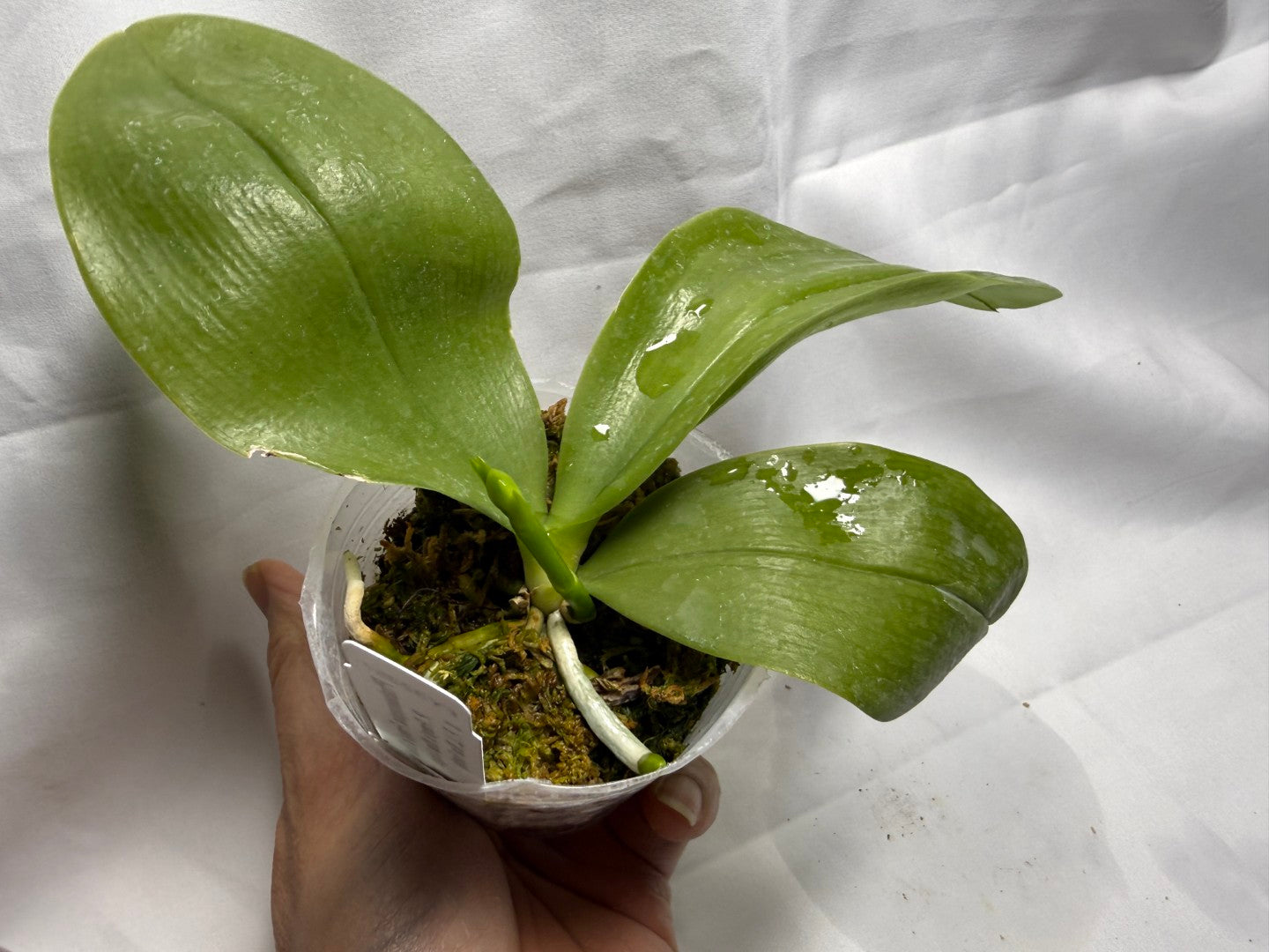 Phalaenopsis Freya's Blue Hawaii 2078 Budding