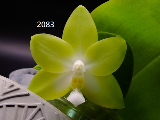 Phalaenopsis Freya's Blue Hawaii 2083 Spiking
