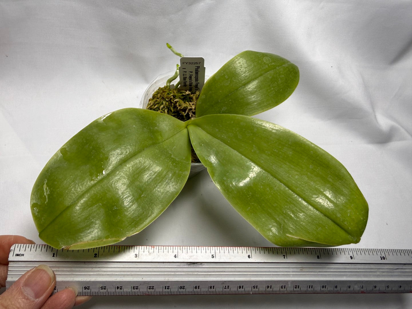 Phalaenopsis Freya's Blue Hawaii 2083 Spiking
