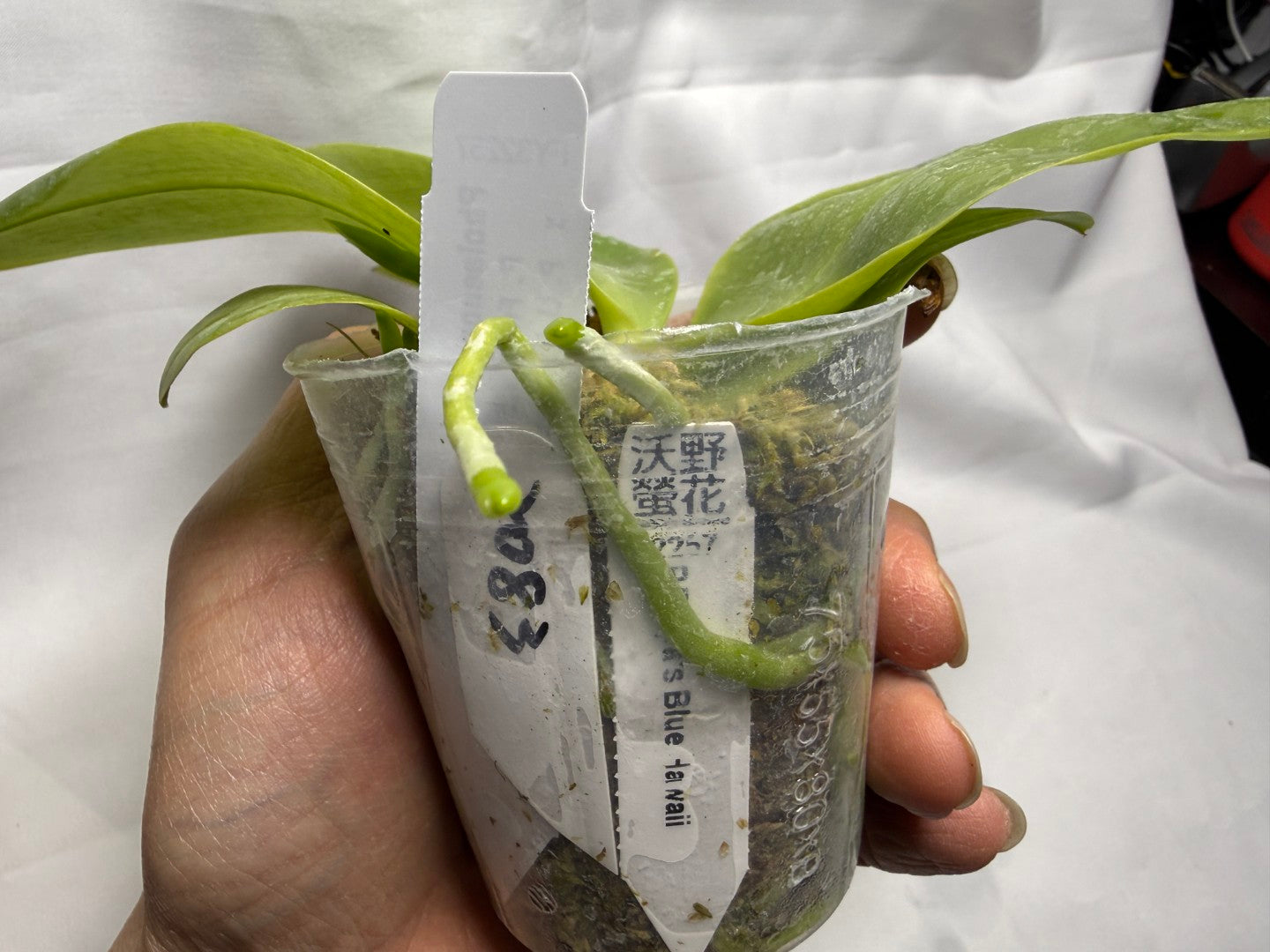 Phalaenopsis Freya's Blue Hawaii 2083 Spiking
