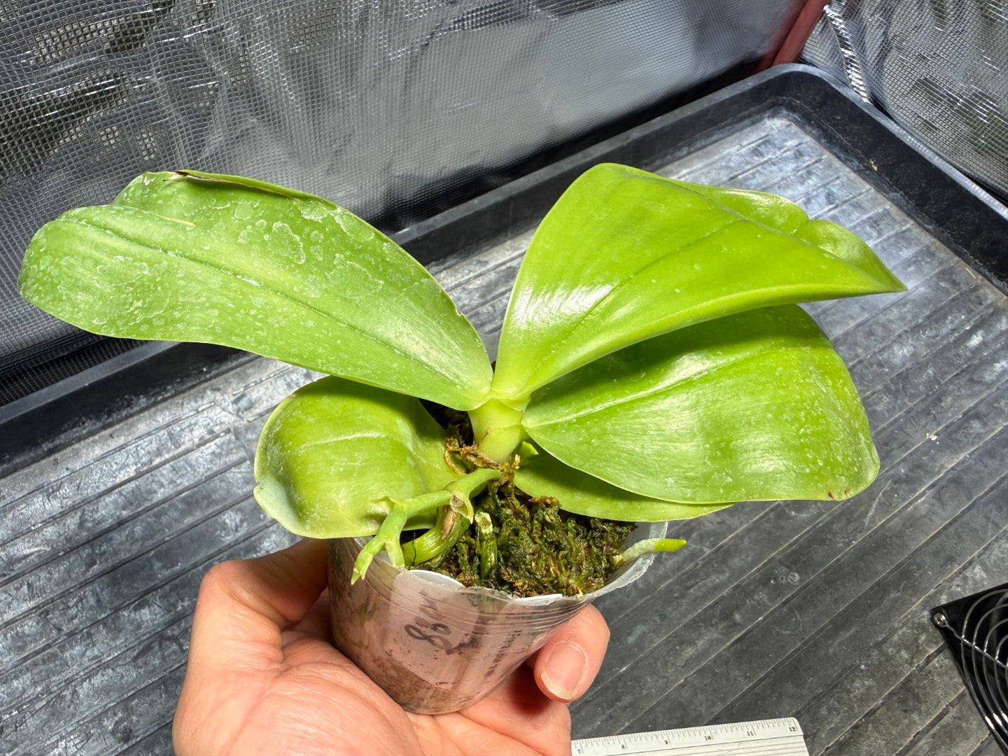 Phalaenopsis Freya's Blue Hawaii 2088 Spiking