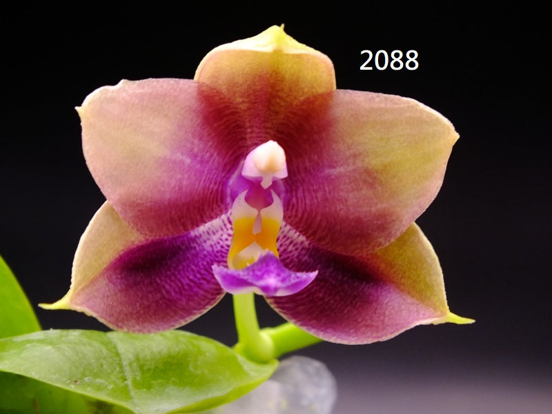Phalaenopsis Freya's Blue Hawaii 2088 Spiking