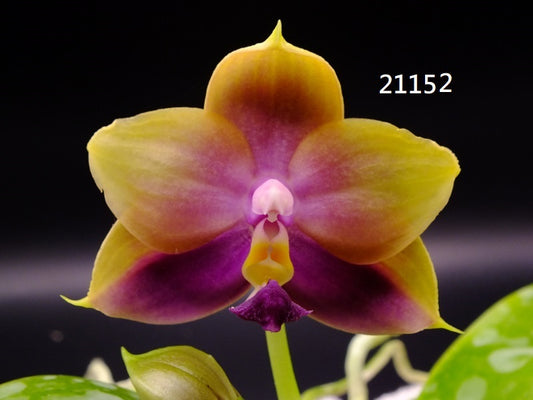 Phalaenopsis Freya's Blue Hawaii 21152