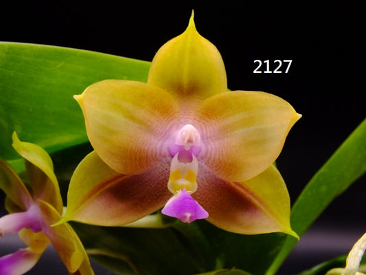 Phalaenopsis Freya's Blue Hawaii 2127 Spiking