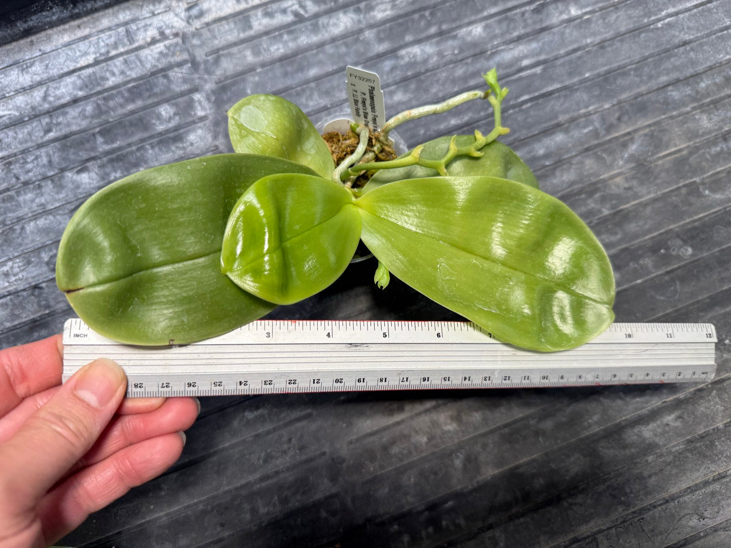 Phalaenopsis Freya's Blue Hawaii 2202 Spiking