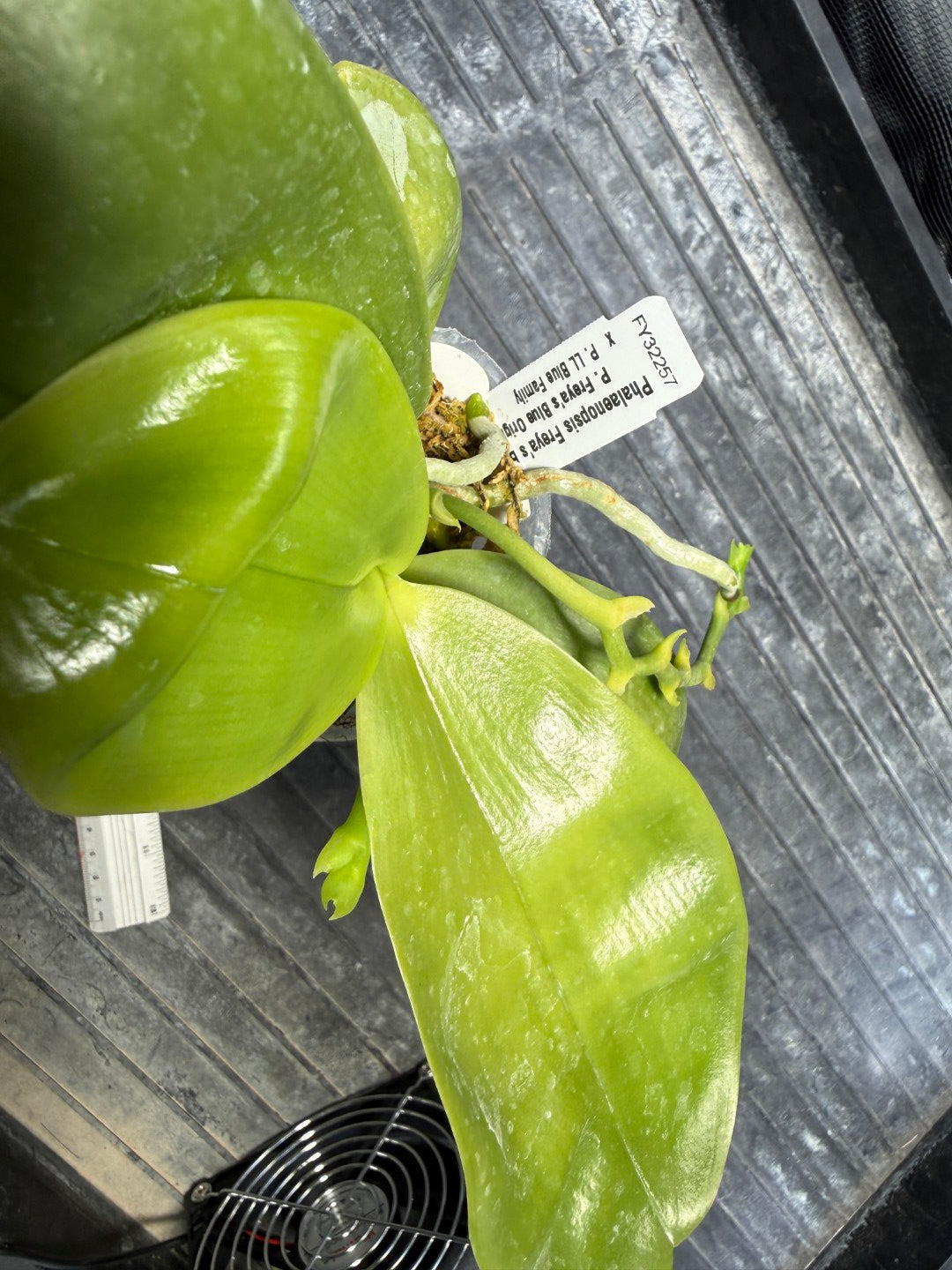 Phalaenopsis Freya's Blue Hawaii 2202 Spiking