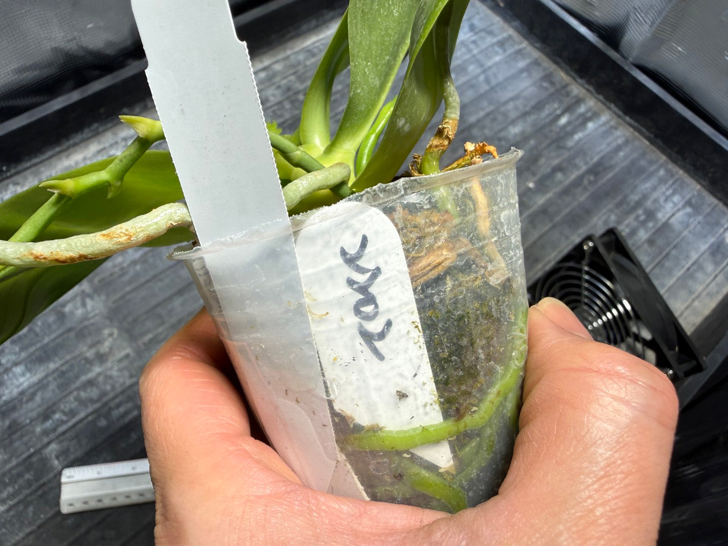 Phalaenopsis Freya's Blue Hawaii 2202 Spiking