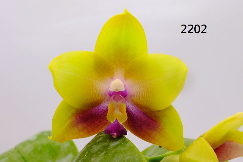 Phalaenopsis Freya's Blue Hawaii 2202 Spiking