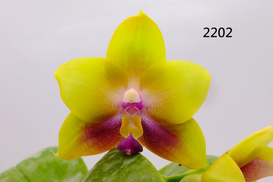 Phalaenopsis Freya's Blue Hawaii 2202 Spiking