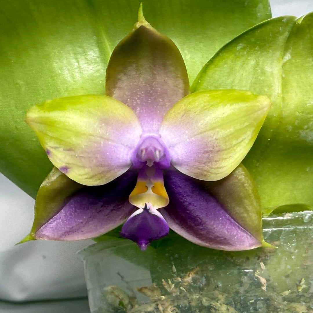 Phalaenopsis Freya's Blue Hawaii 260407 Seed Grown Flowering