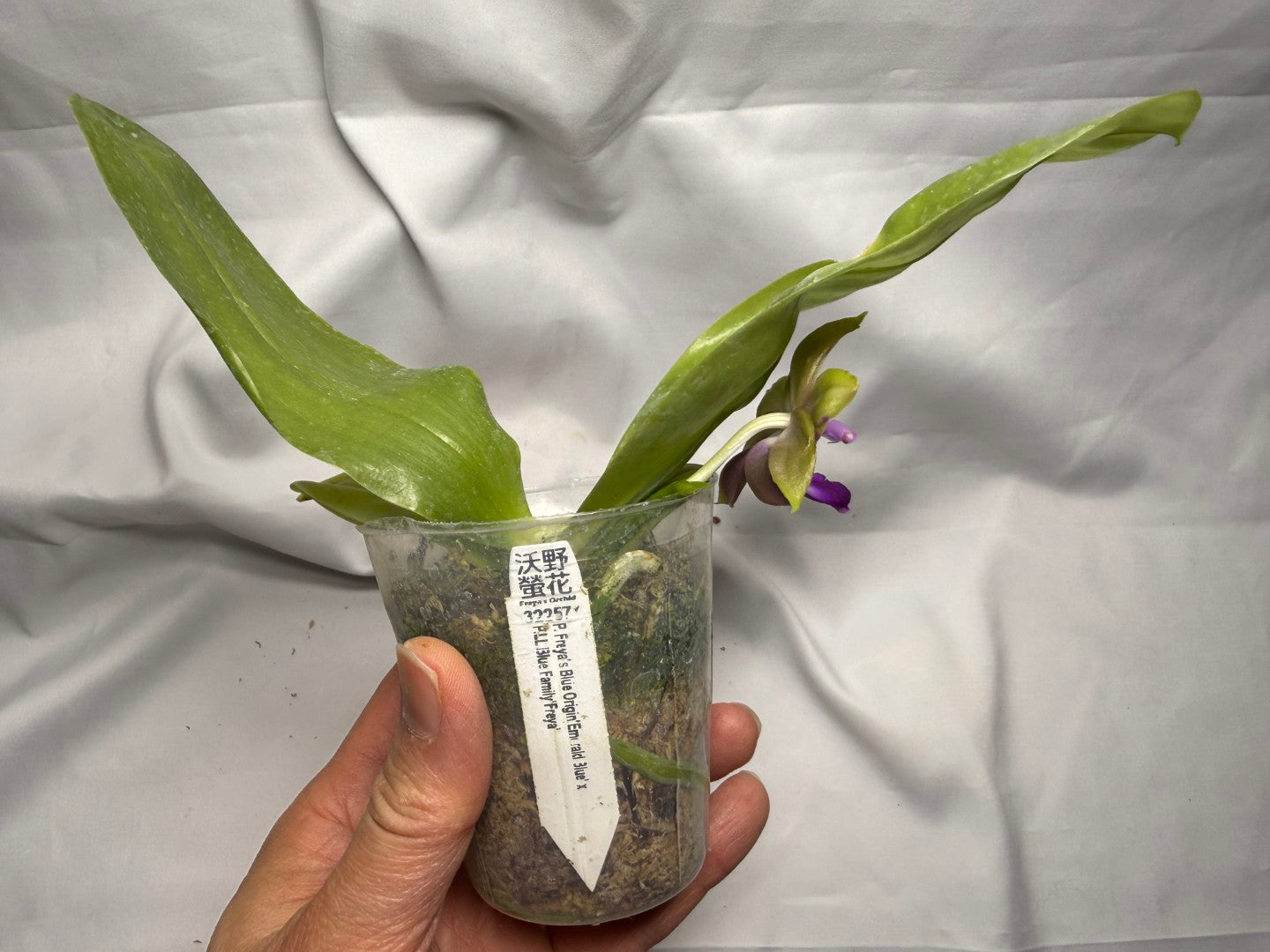 Phalaenopsis Freya's Blue Hawaii 260407 Seed Grown Flowering