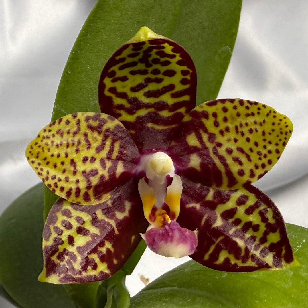 Phalaenopsis Freya's Black Pearl 'Freya' 230311 Flowering