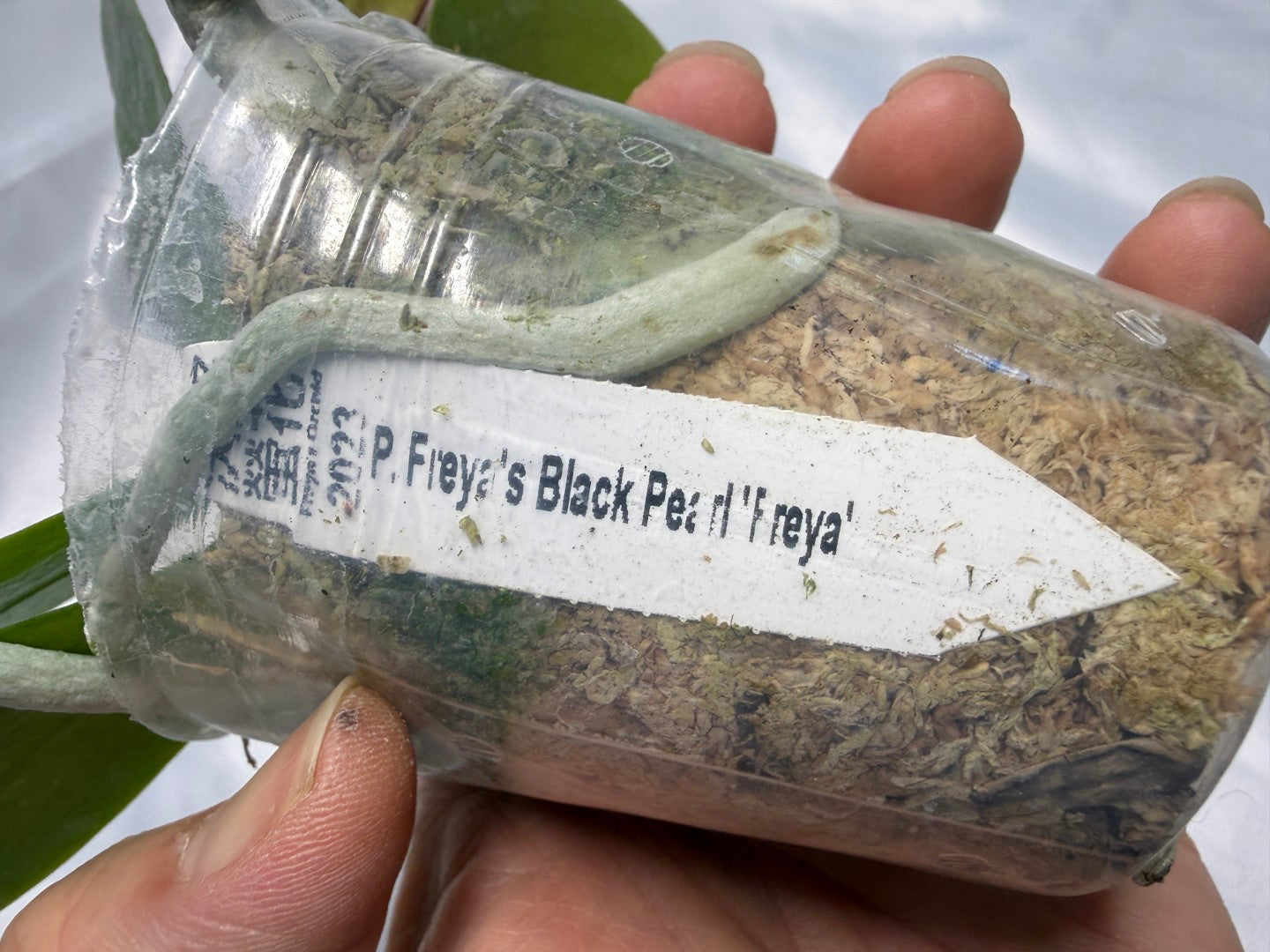 Phalaenopsis Freya's Black Pearl 'Freya' 230311 Flowering