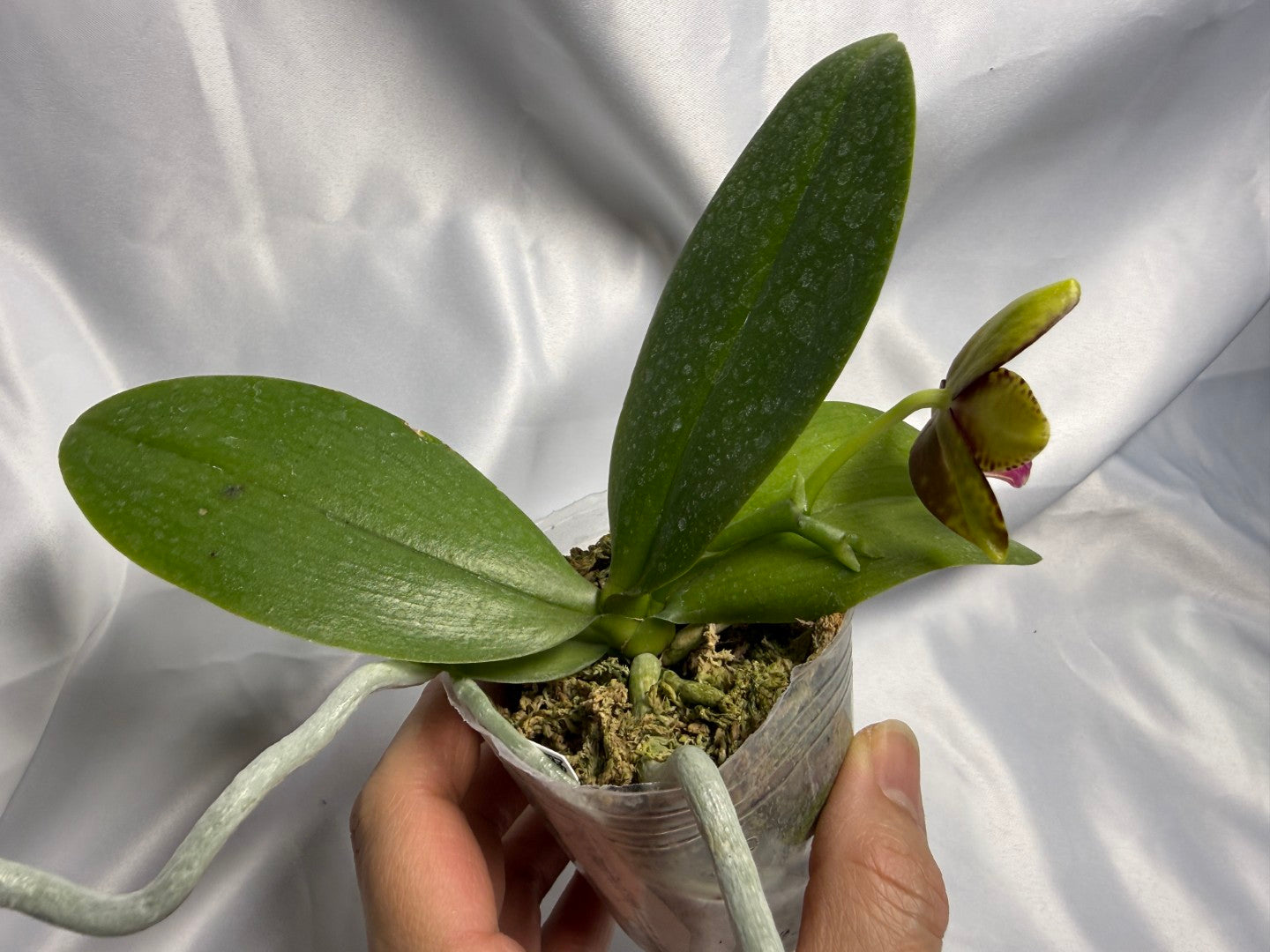 Phalaenopsis Freya's Black Pearl 'Freya' 230311 Flowering