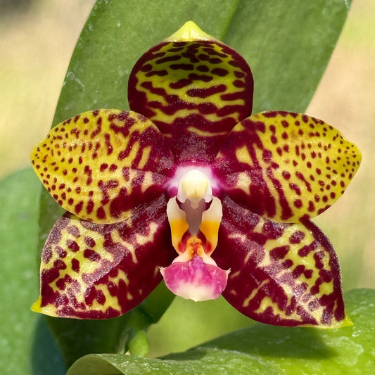 Phalaenopsis Freya's Black Pearl 'Freya' 230311 Flowering