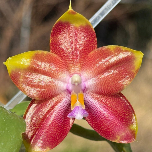 Phalaenopsis Freya's Blueberry 'Peach' 260301 Flowering