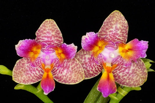 Phalaenopsis Joy Fairy Tale '670'