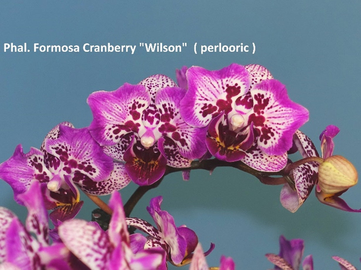 Phalaenopsis Formosa Cranberry 'Wilson' Peloric – Big Leaf Orchids