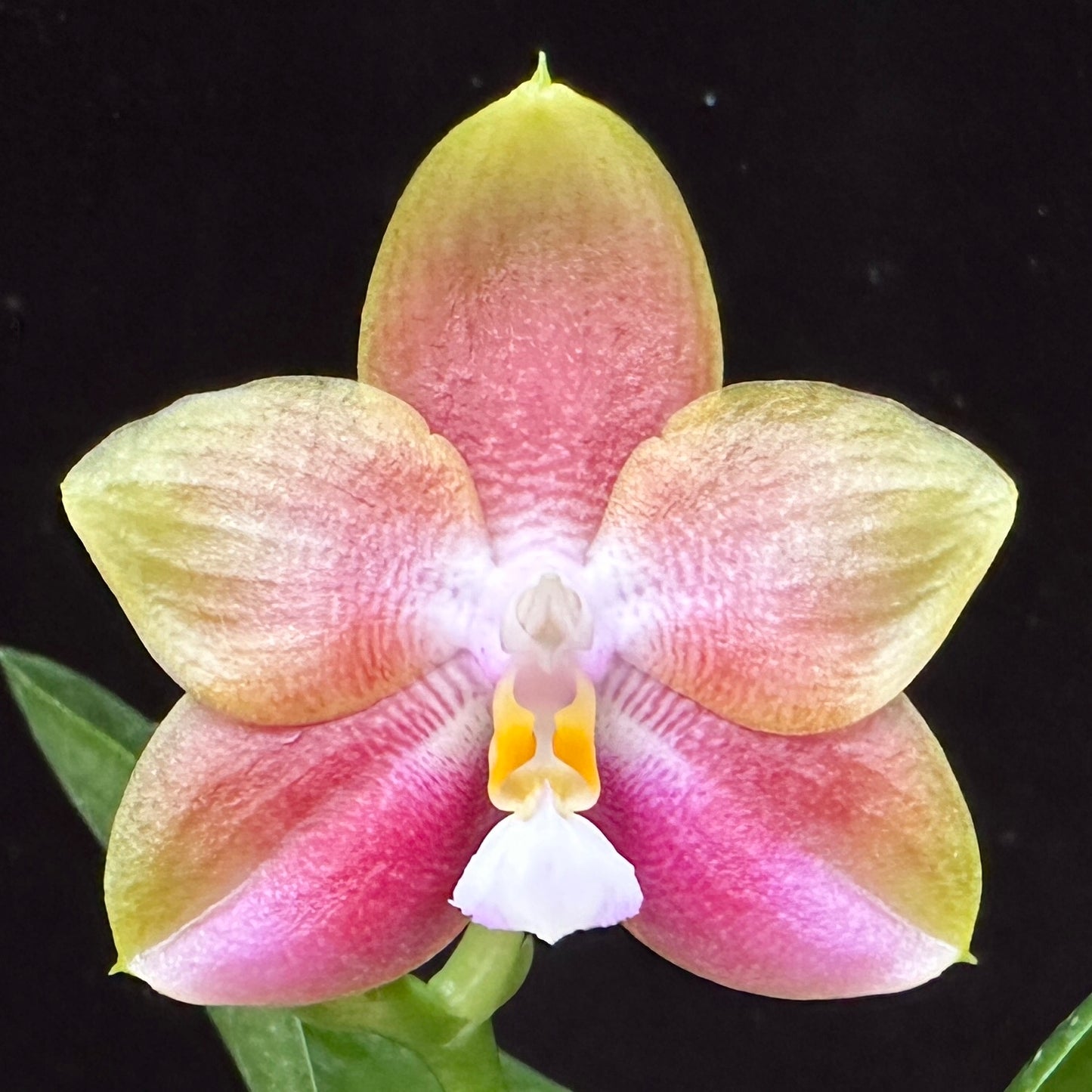 Phalaenopsis Mituo Dragon Star - Seedling