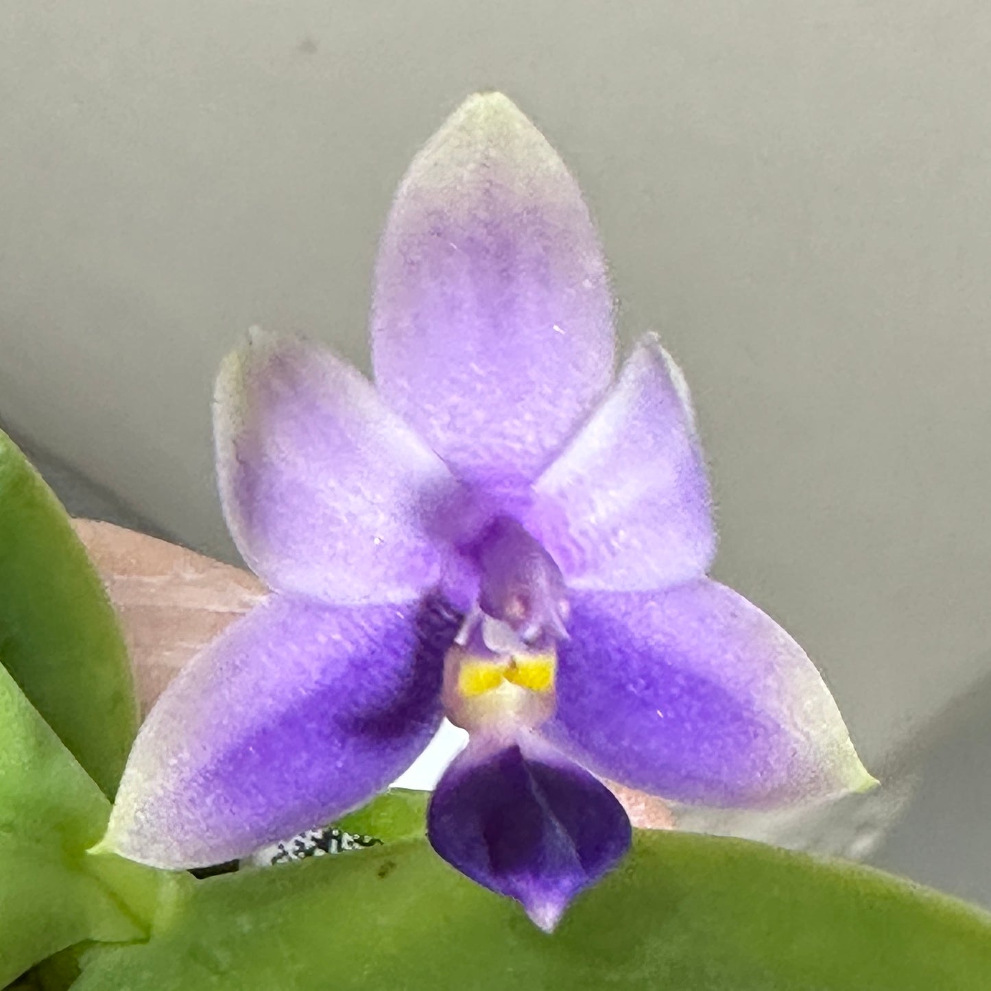 Phalaenopsis SWR GV Bell x Sapphire's Galah - Seed Grown