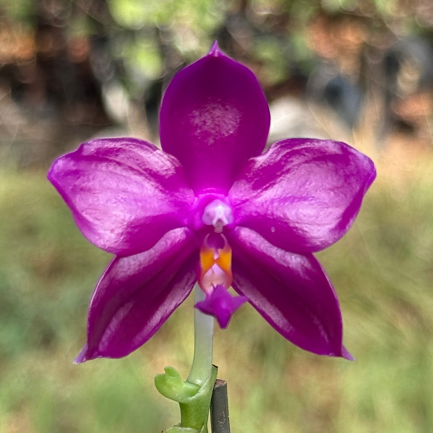 Phalaenopsis Pearl Super Coral 'Wilson'