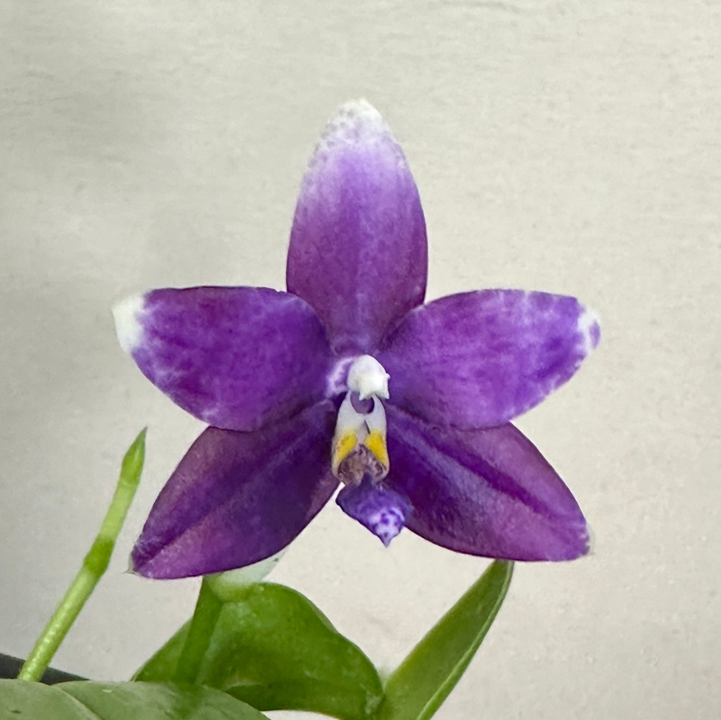 Phalaenopsis LL Blue Parrot - KM3441