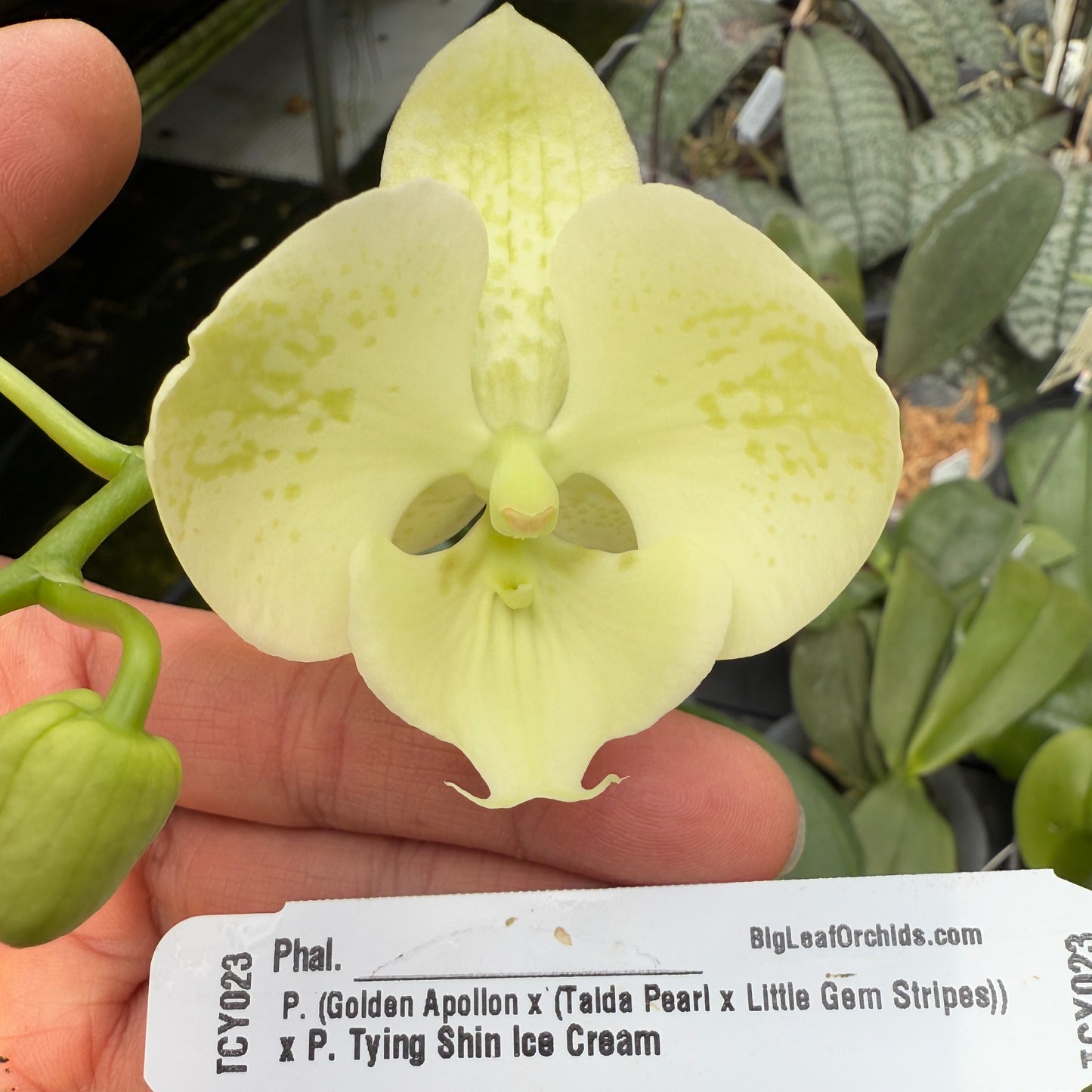 Phalaenopsis ((P. Golden Apollon x (Taida Pearl x Little Gem Stripes)) x Tying Shin Ice Cream - Seed Grown