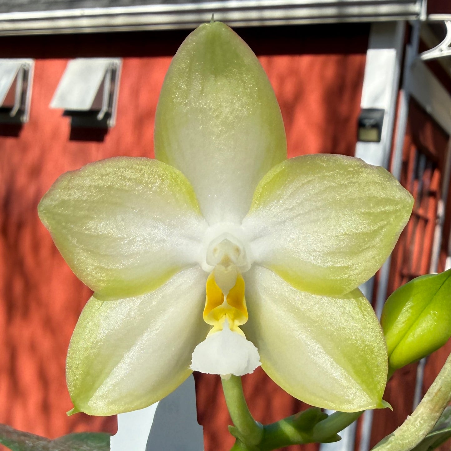 Phalaenopsis Joy Spring Canary 'YA#7'