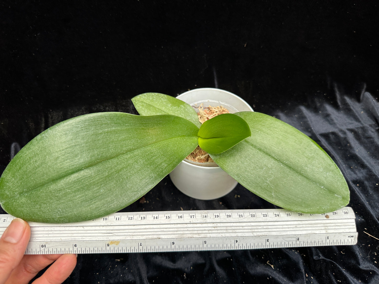 Phalaenopsis gigantea var alba x (Little Gem Stripes x Taida Pearl) 'flava' - Seed Grown