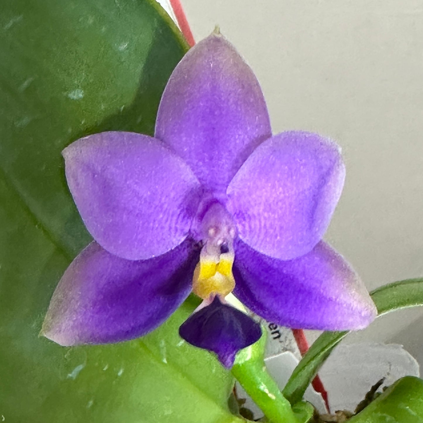 Phalaenopsis SWR GV Bell x Sapphire's Galah - Seed Grown