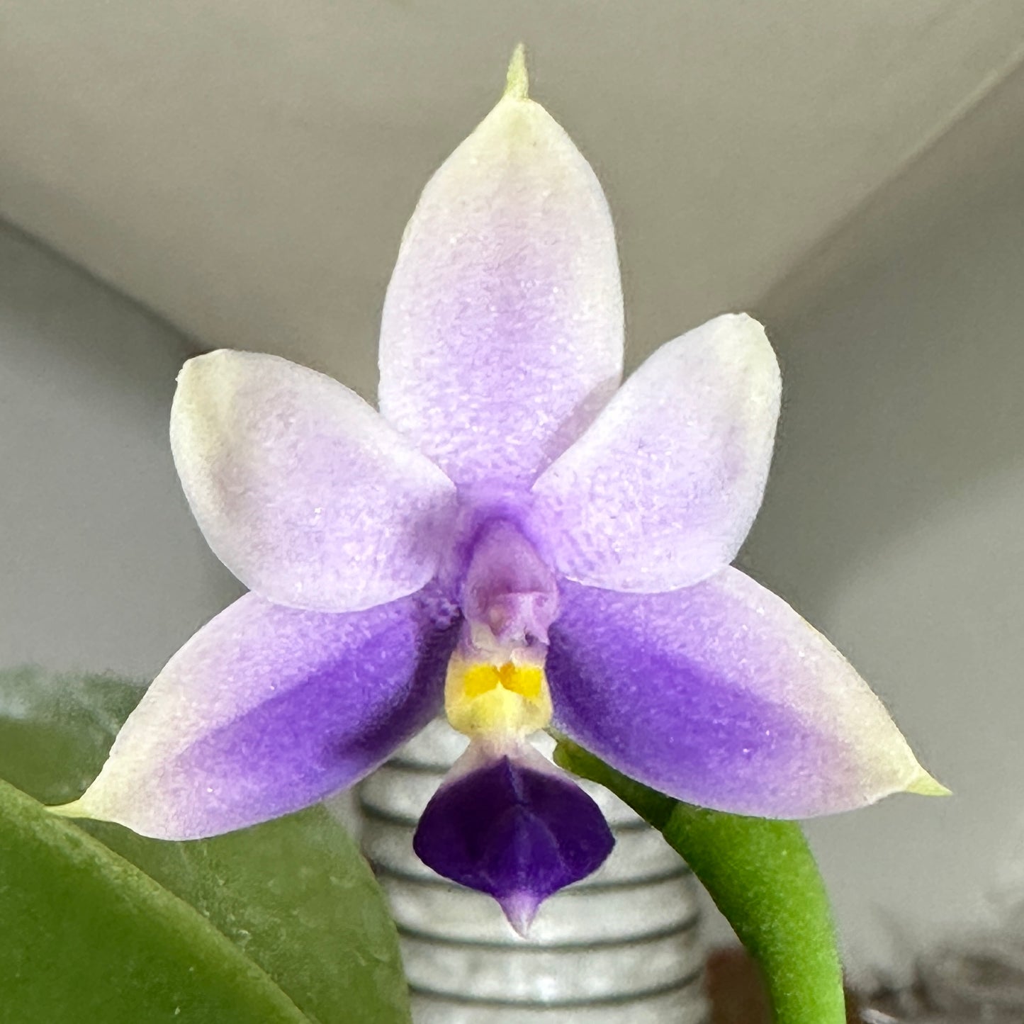 Phalaenopsis SWR GV Bell x Sapphire's Galah - Seed Grown