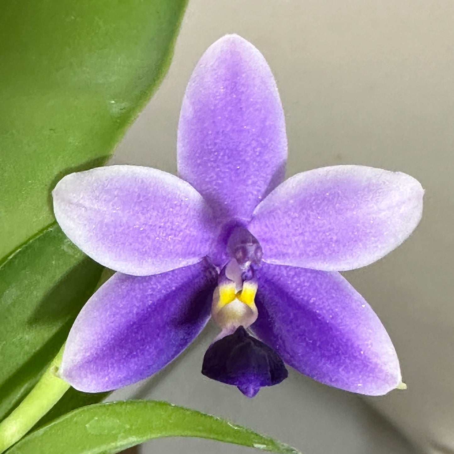 Phalaenopsis SWR GV Bell x Sapphire's Galah - Seed Grown