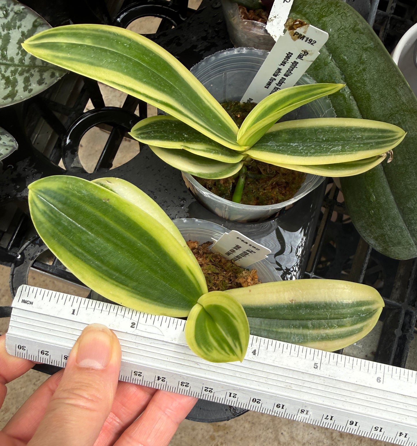 Phalaenopsis aphrodite subsp formosana 'Variegated' leaves